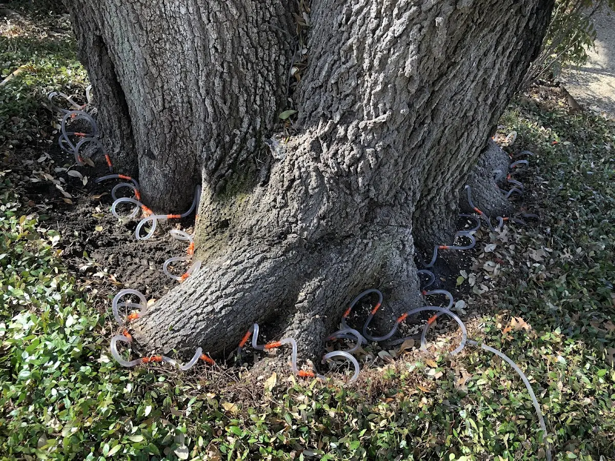 Detailed Tree Cabling and Bracing job site in Gully